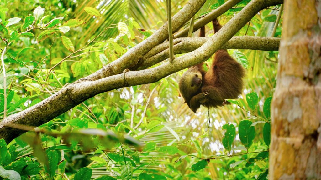 Costa Rica Family Vacations